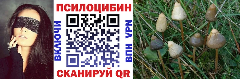 как найти   Волгодонск  Галлюциногенные грибы Psilocybine cubensis 